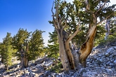 ブリストルコーンパイン（Bristlecone Pines）画像1