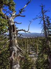 ブリストルコーンパイン（Bristlecone Pines）画像2