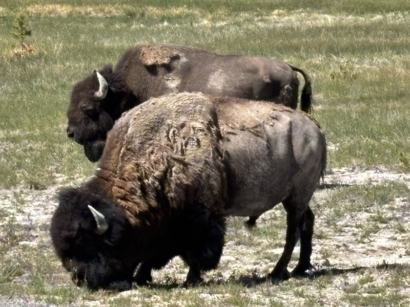 イエローストーン国立公園／Yellowstone National Park