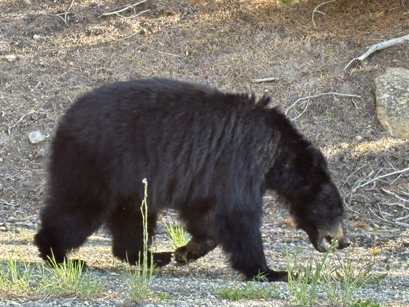 イエローストーン国立公園／Yellowstone National Park